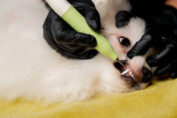 Dog Teeth Cleaning Near Me