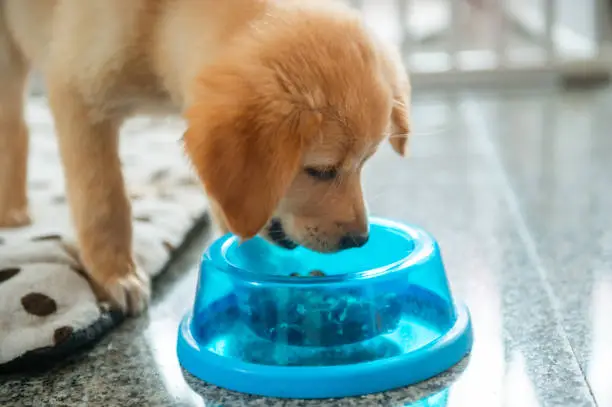 Blue Buffalo Puppy Food Ultimate Guide for Your Growing Pup 2024