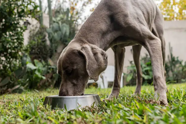 Gentle Giant Dog Food