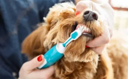 Dog Teeth Cleaning Near Me