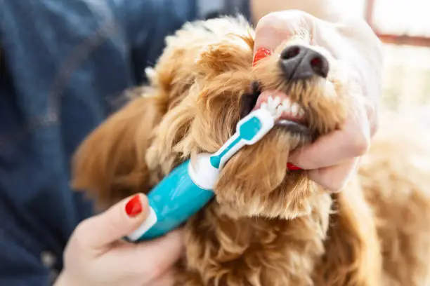 Dog Teeth Cleaning Near Me