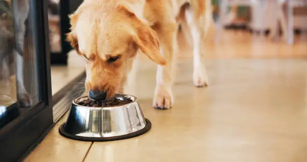 Gentle Giant Dog Food