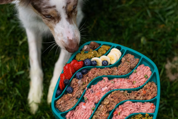 Best Puppy Food for Sheepadoodles