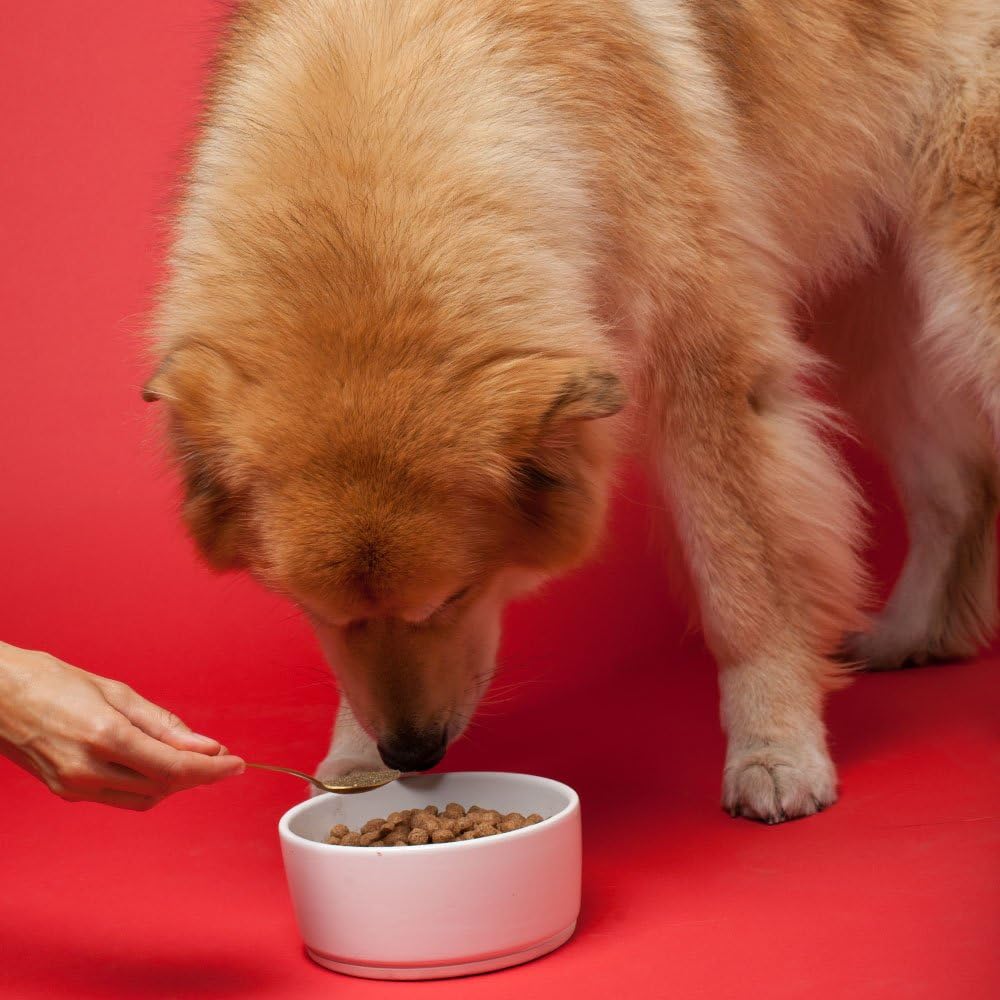 Senior Dog Supplement 1lb Bag - Powerful Powder Supports Bones - Image 3