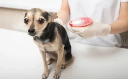 A Comprehensive Guide to Blood in Dog Urine