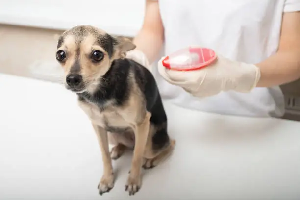 A Comprehensive Guide to Blood in Dog Urine