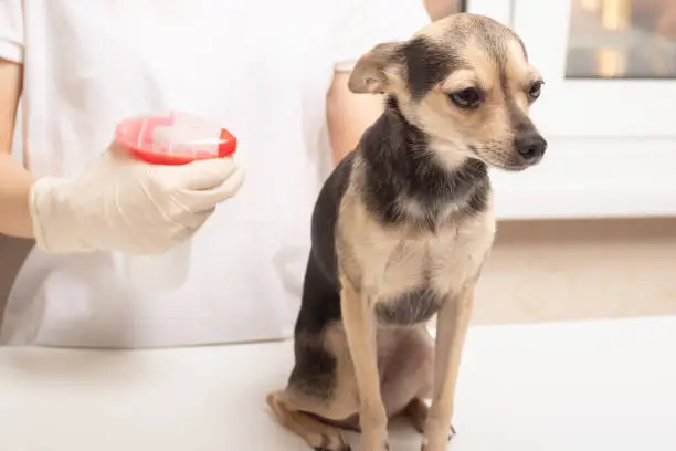 A Comprehensive Guide to Blood in Dog Urine