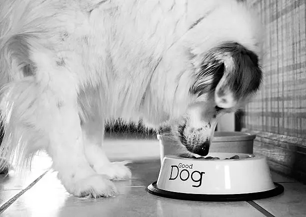 A Comprehensive Guide to Gentle Giant Dog Food