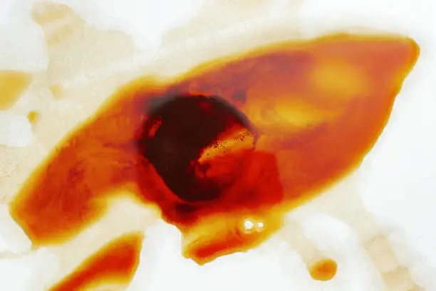 A Comprehensive Guide to Blood in Dog Urine