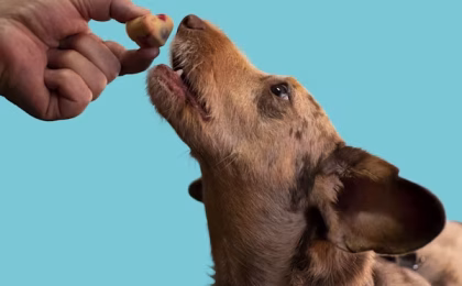 A Comprehensive Guide to Gentle Giant Dog Food