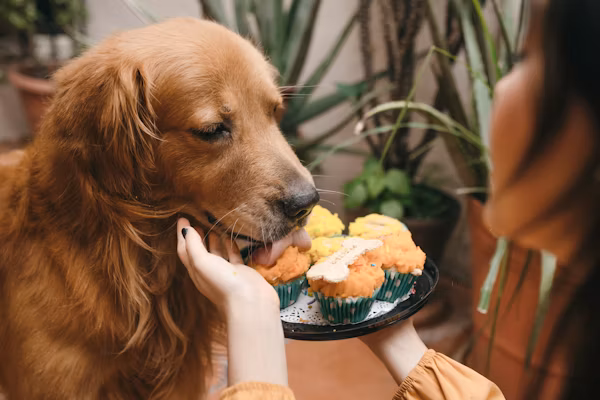 A Comprehensive Guide to Gentle Giant Dog Food