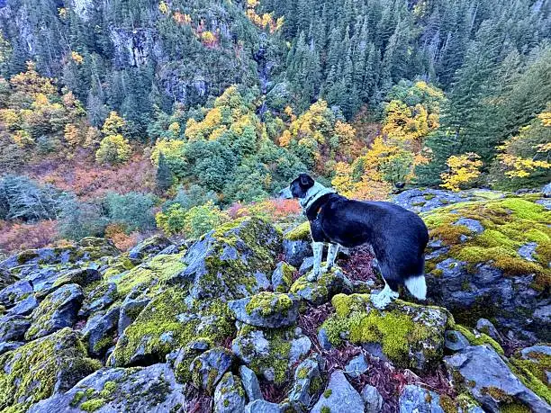 The Ultimate Guide to Dog Friendly Hikes Near Me