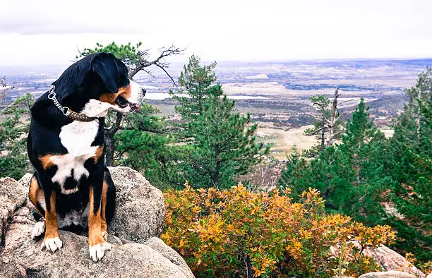 The Ultimate Guide to Dog-Friendly Hikes: Where to Find Your Next Adventure