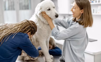 Finding Relief for Your Dog: A Real Guide to Chiropractic Care.
