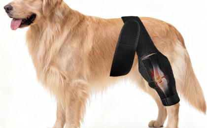 Recovery from dog Acl surgery