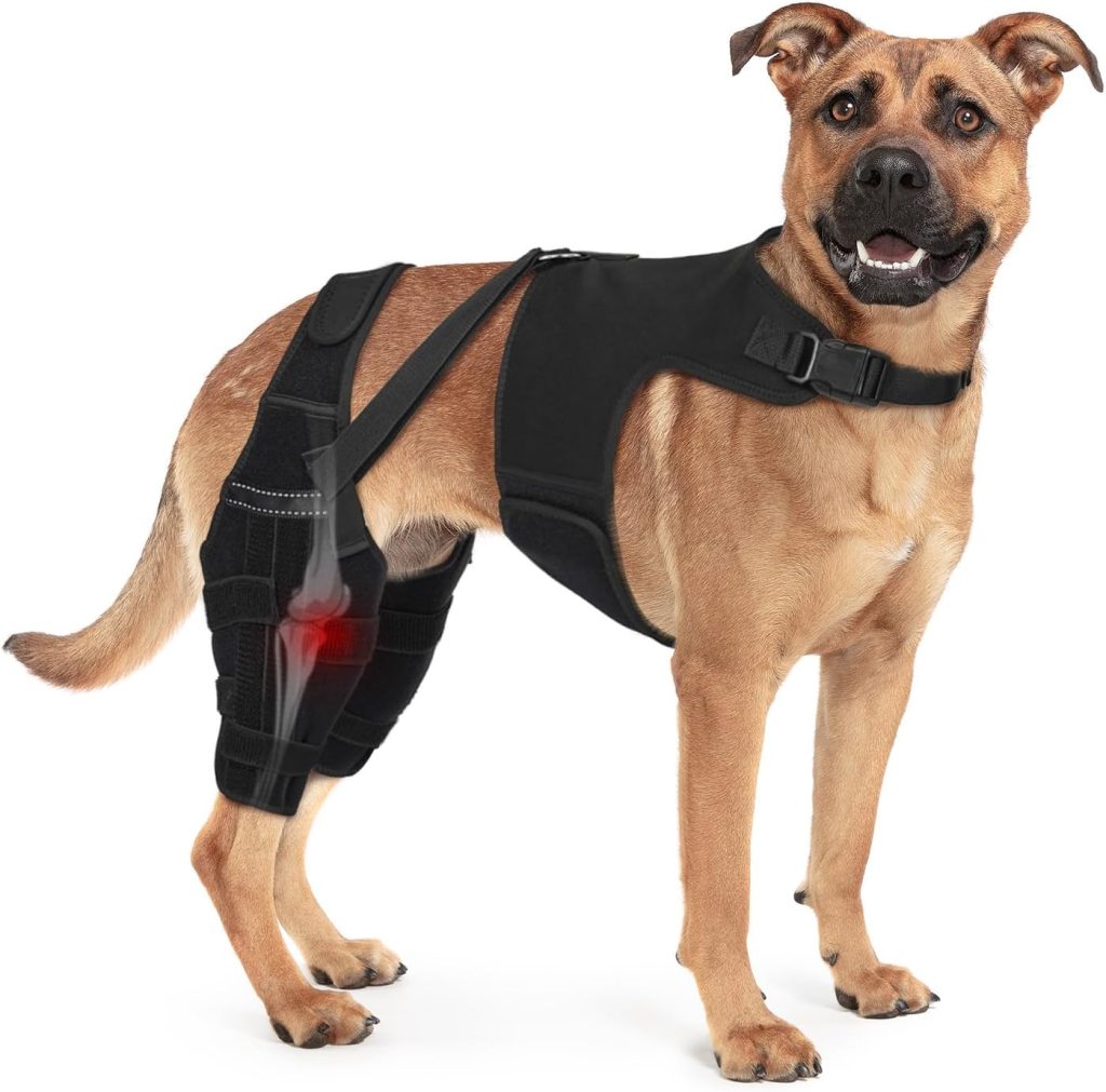 Dog Acl surgery recovery time