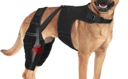 Dog Acl surgery recovery time
