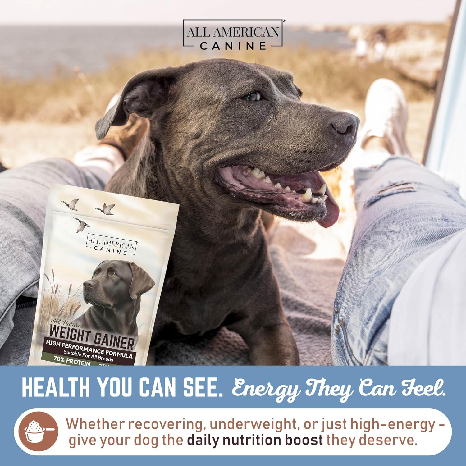 Canine Dog Weight Gainer - Image 4
