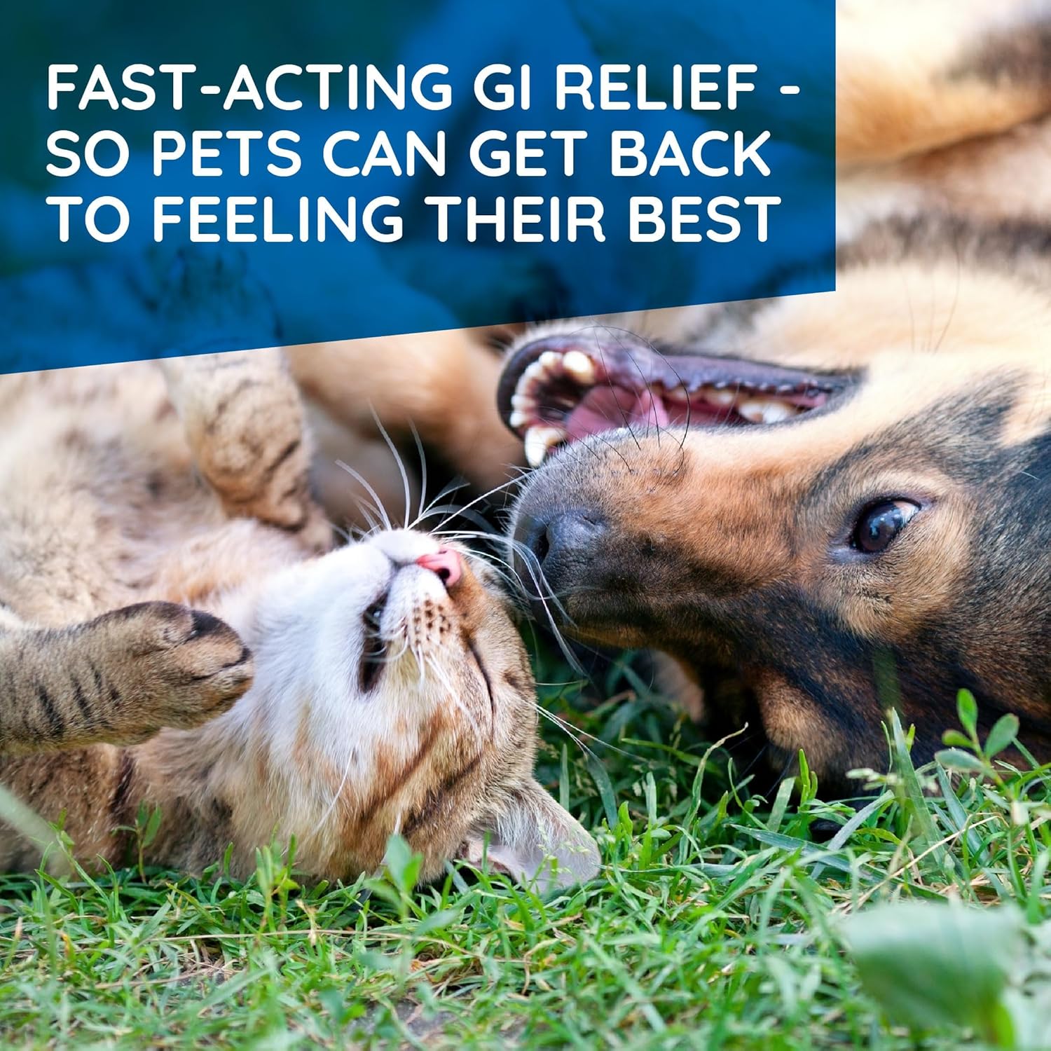 Pet Digestive Relief Drops - Image 5
