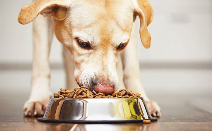 Wholesome Dog Food (Complete Guide and Review)