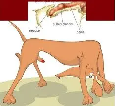 Paraphimosis in dogs home treatment