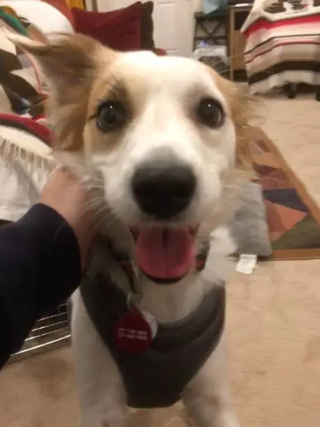 What is Sileo for dogs?