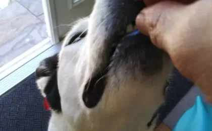 Sileo for Dogs Review