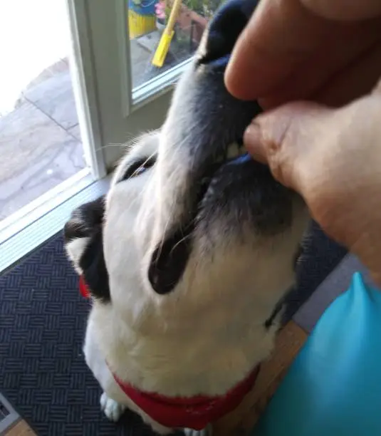 Sileo for Dogs Review