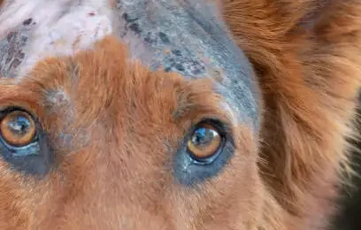 Paraphimosis in Dogs