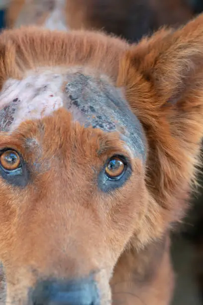 Paraphimosis in Dogs