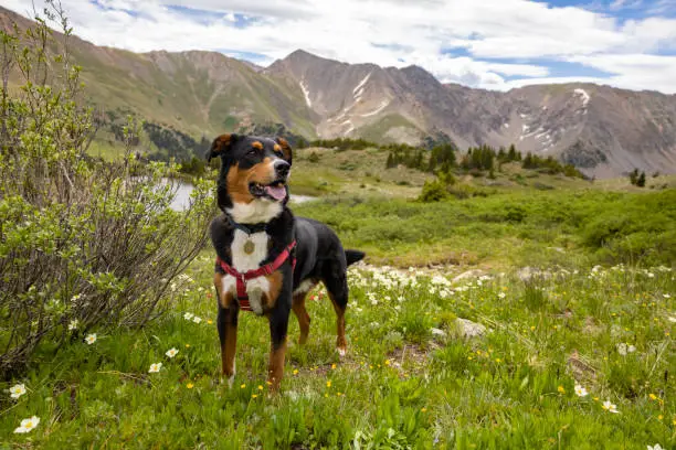 Colorado Mountain Dog: Complete Guide to the Calm Visitor Friendly Livestock Guardian