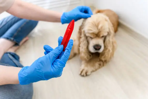 Why Is Blood in a Dog’s Urine? Understanding Hematuria, Causes, and Treatment Options