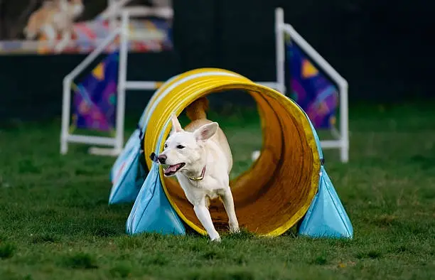 Dog Agility Classes Near Me: How to Find the Right Class (Beginner to Advanced)