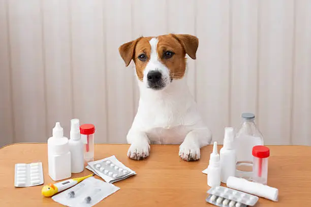 what is meloxidyl for dogs used for