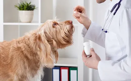 Sileo for Dogs Dosage Chart