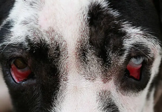 How to fix paraphimosis in dogs at home?