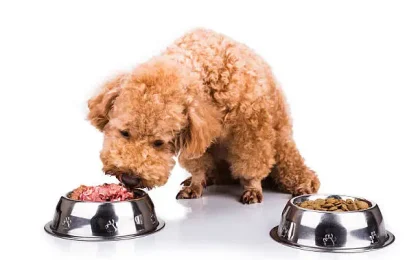 Chicken vs lamb dog food