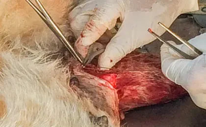 Dog Acl surgery