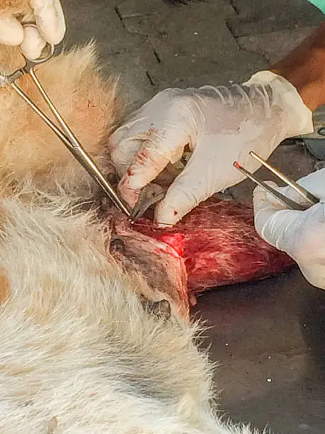 Dog Acl surgery