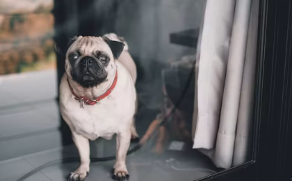 How much does it cost to cremate a dog?