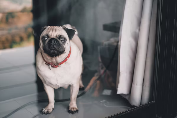 How much does it cost to cremate a dog?
