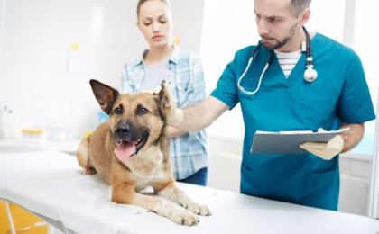 is blood in dogs urine an emergency