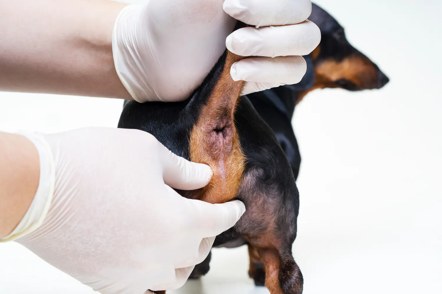 Dog Anal Gland Supplement: What They Do, When Dogs Need Them.