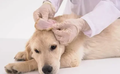 Bordetella in Dogs: Causes, Symptoms, Treatment, Vaccine.
