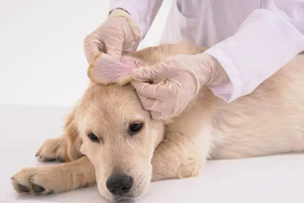 Bordetella in Dogs: Causes, Symptoms, Treatment, Vaccine.
