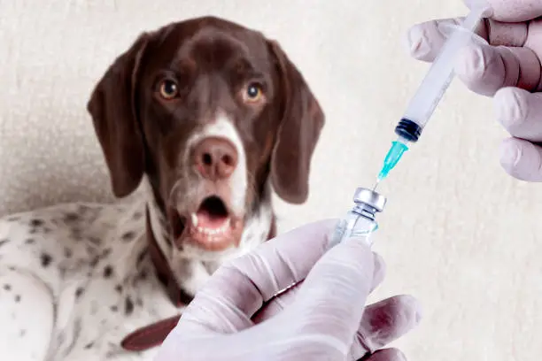 Parvo Vaccine for Dogs: What Every Dog Owner Needs to Know