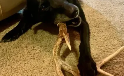 Are Antlers for Dogs Safe? A Complete, Honest Guide for Dog Owners