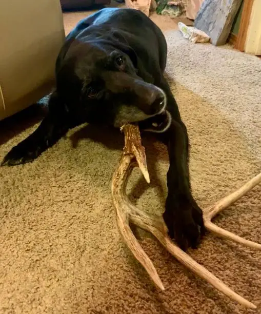 Are Antlers for Dogs Safe? A Complete, Honest Guide for Dog Owners