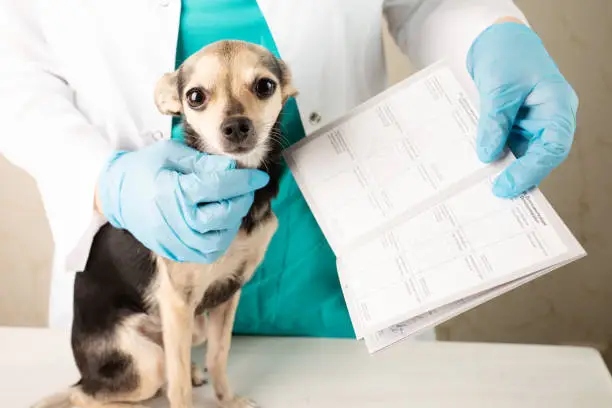 What Is Bordetella in Dogs? A Clear, Honest Guide for Dog Owners