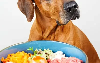 Dog Food for Rhodesian Ridgebacks
